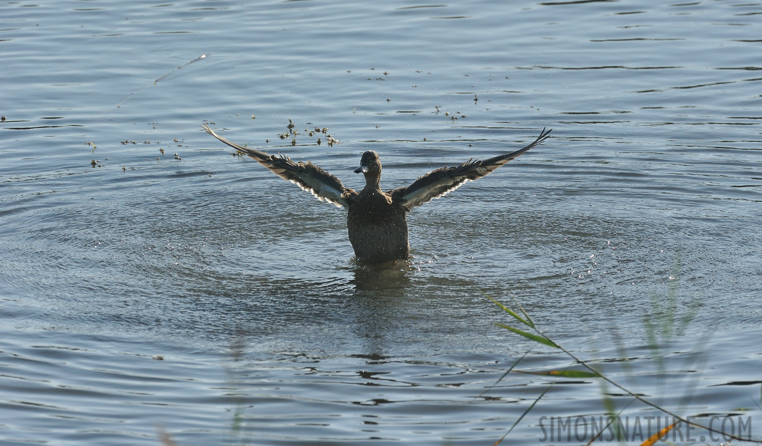 Anas platyrhynchos platyrhynchos [550 mm, 1/3200 sec at f / 10, ISO 1600]